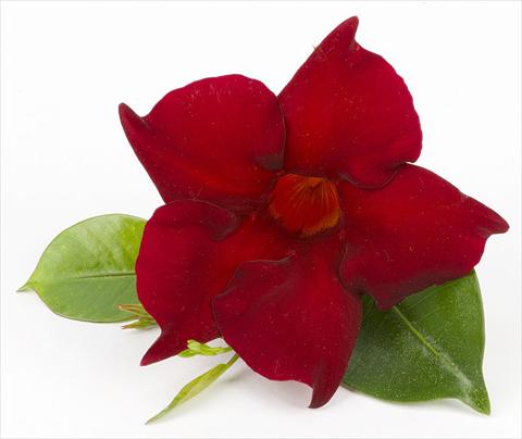 Photos von Blumenvarianten benutzt als: Terrasse, Topf Dipladenia (Mandevilla) Sundaville Super Dark Red