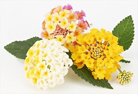 Photos von Blumenvarianten benutzt als: Topf, Beet, Terrasse Lantana camara Magic Summer