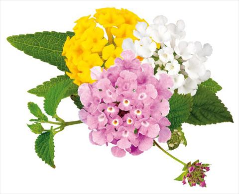 Photos von Blumenvarianten benutzt als: Topf, Beet, Terrasse Lantana camara Sweet Summer