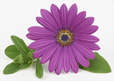 Photos von Blumenvarianten benutzt als: Topf und Beet Osteospermum Leonardo Blue Rose