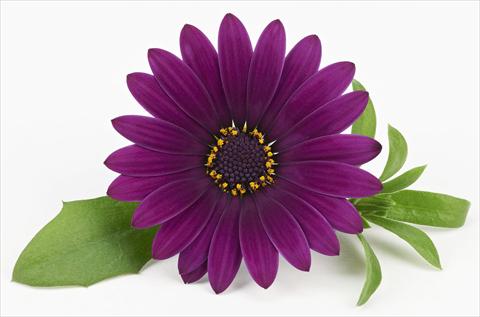 Photos von Blumenvarianten benutzt als: Topf und Beet Osteospermum Leonardo Deep Purple
