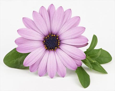 Photos von Blumenvarianten benutzt als: Topf und Beet Osteospermum Leonardo Lavender