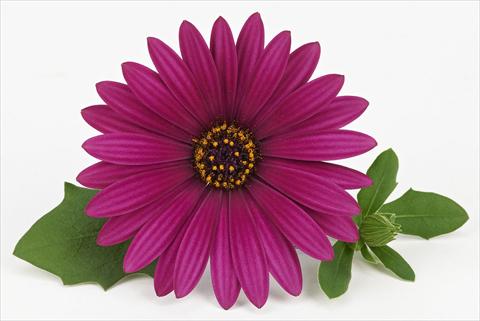 Photos von Blumenvarianten benutzt als: Topf und Beet Osteospermum Leonardo Magenta