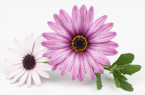 Photos von Blumenvarianten benutzt als: Topf und Beet Osteospermum Leonardo Pink Surprise