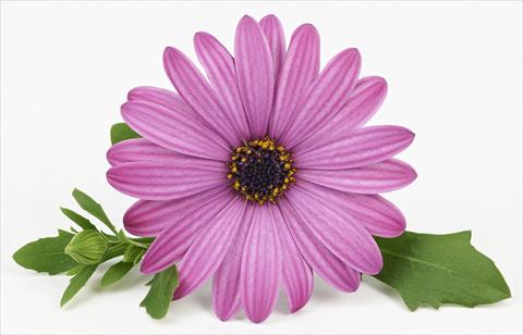 Photos von Blumenvarianten benutzt als: Topf und Beet Osteospermum Leonardo Pink