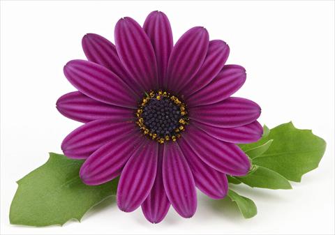 Photos von Blumenvarianten benutzt als: Topf und Beet Osteospermum Leonardo Purple Haze
