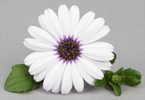 Photos von Blumenvarianten benutzt als: Topf und Beet Osteospermum Leonardo White Dark Eye