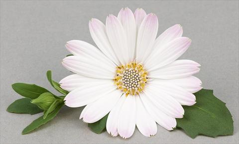 Photos von Blumenvarianten benutzt als: Topf und Beet Osteospermum Leonardo White Romance