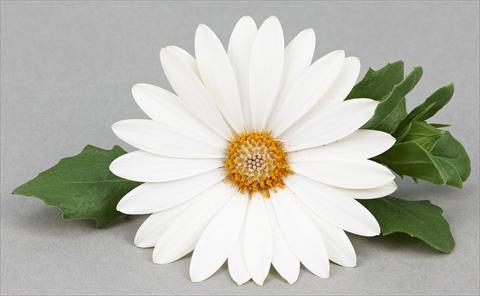 Photos von Blumenvarianten benutzt als: Topf und Beet Osteospermum Leonardo White