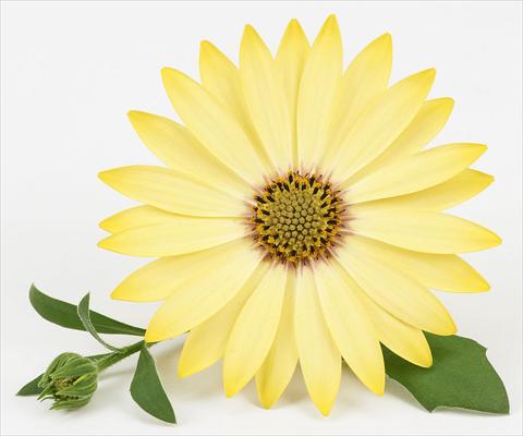 Photos von Blumenvarianten benutzt als: Topf und Beet Osteospermum Leonardo Yellow