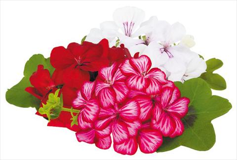Photos von Blumenvarianten benutzt als: Topf, Terrasse, Ampel. Pelargonium peltatum pac® Happy Face Honey