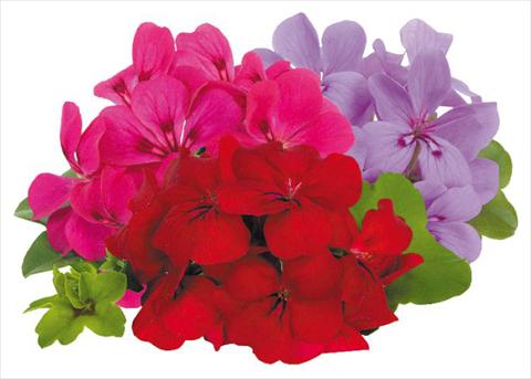 Photos von Blumenvarianten benutzt als: Topf, Terrasse, Ampel. Pelargonium peltatum pac® Happy Face Money