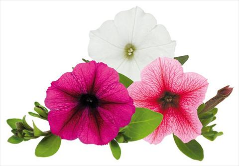 Photos von Blumenvarianten benutzt als: Topf, Beet, Terrasse, Ampel Petunia Caleidos Pallino