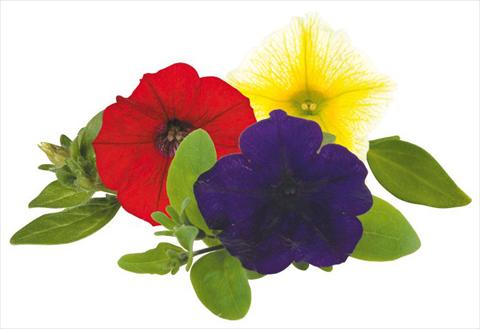 Photos von Blumenvarianten benutzt als: Topf, Beet, Terrasse, Ampel Petunia Caleidos Pinko