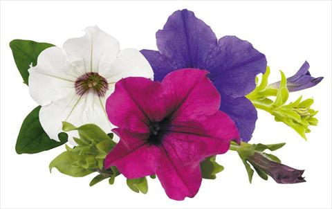 Photos von Blumenvarianten benutzt als: Topf, Beet, Terrasse, Ampel Petunia Surfinia® Monday