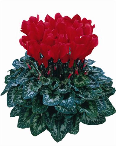Photos von Blumenvarianten benutzt als: Topf Cyclamen persicum Halios® Rosso scarlatto