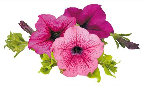 Photos von Blumenvarianten benutzt als: Topf, Beet, Terrasse, Ampel Petunia Surfinia® Thursday