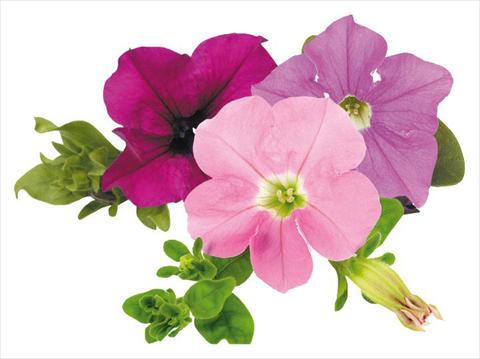 Photos von Blumenvarianten benutzt als: Topf, Beet, Terrasse, Ampel Petunia Surfinia® Tuesday