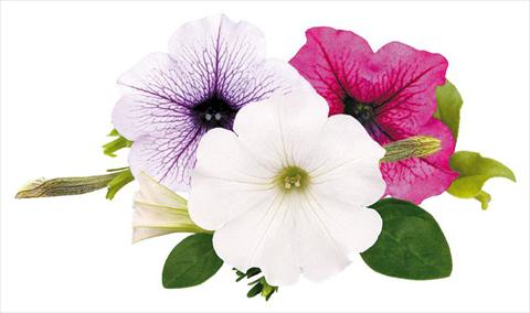 Photos von Blumenvarianten benutzt als: Topf, Beet, Terrasse, Ampel Petunia Surfinia® Wednesday