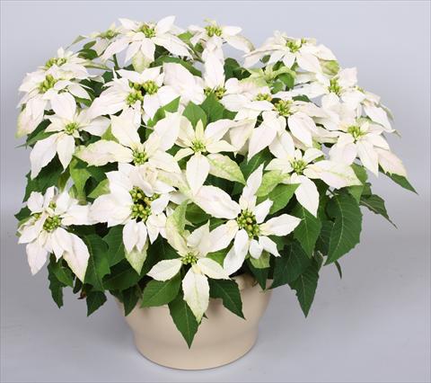 Photos von Blumenvarianten benutzt als: Topf Poinsettia - Euphorbia pulcherrima Princettia® Maxim Pure White