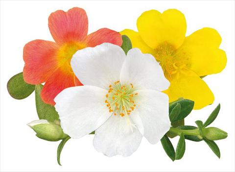 Photos von Blumenvarianten benutzt als: Beet, Terrasse, Ampel Portulaca Duna® Glamour