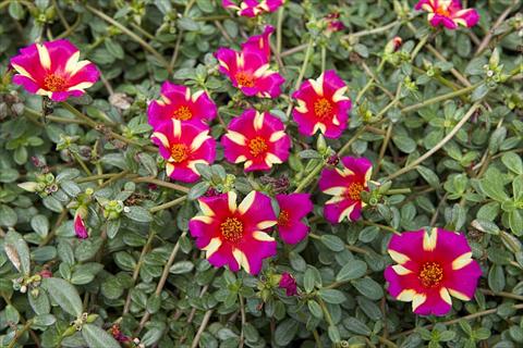 Photos von Blumenvarianten benutzt als: Beet, Terrasse, Ampel Portulaca Duna® Purple Cross