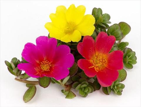 Photos von Blumenvarianten benutzt als: Beet, Terrasse, Ampel Portulaca Duna® Rainbow