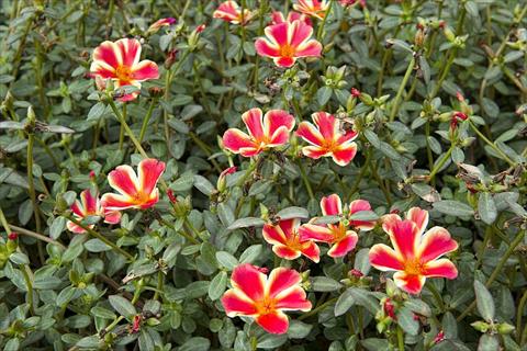 Photos von Blumenvarianten benutzt als: Beet, Terrasse, Ampel Portulaca Duna® Red Flame