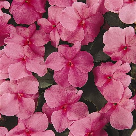 Photos von Blumenvarianten benutzt als: Beet- / Rabattenpflanze Impatiens walleriana Expo Deep Pink
