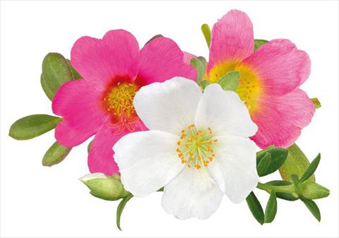Photos von Blumenvarianten benutzt als: Beet, Terrasse, Ampel Portulaca Duna® Relax