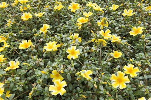 Photos von Blumenvarianten benutzt als: Beet, Terrasse, Ampel Portulaca Duna® Yellow Star