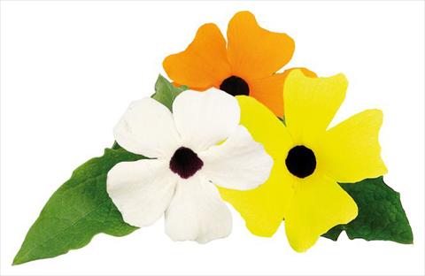 Photos von Blumenvarianten benutzt als: Ampel/Topf Thunbergia alata Picador