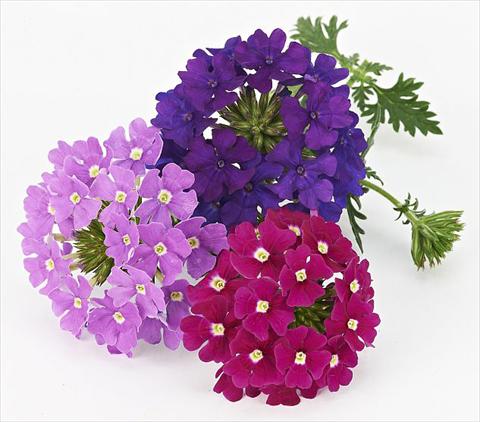 Photos von Blumenvarianten benutzt als: Topf, Terrasse, Ampel. Verbena Benissima® Midnight