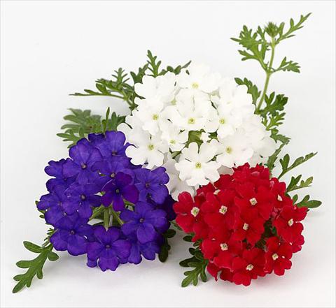 Photos von Blumenvarianten benutzt als: Topf, Terrasse, Ampel. Verbena Benissima® Vive la France