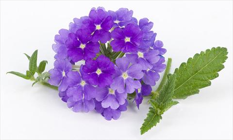 Photos von Blumenvarianten benutzt als: Topf, Terrasse, Ampel. Verbena peruviana Primavera Lavender