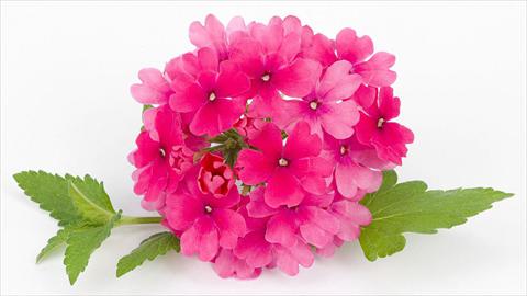 Photos von Blumenvarianten benutzt als: Topf, Terrasse, Ampel. Verbena peruviana Primavera Rose