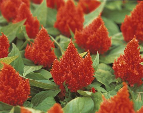 Photos von Blumenvarianten benutzt als: Topf und Beet Celosia plumosa Kimono Orange