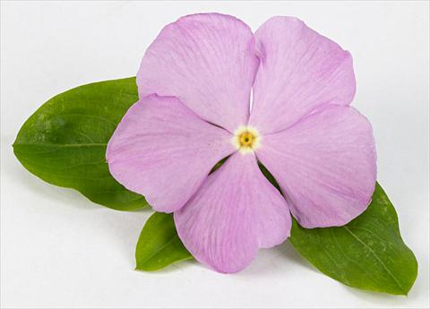 Photos von Blumenvarianten benutzt als: Topf und Beet Catharanthus roseus - Vinca Sunvinca Lavender