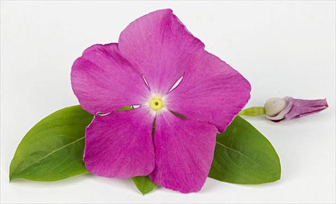 Photos von Blumenvarianten benutzt als: Topf und Beet Catharanthus roseus - Vinca Sunvinca Reddish Purple