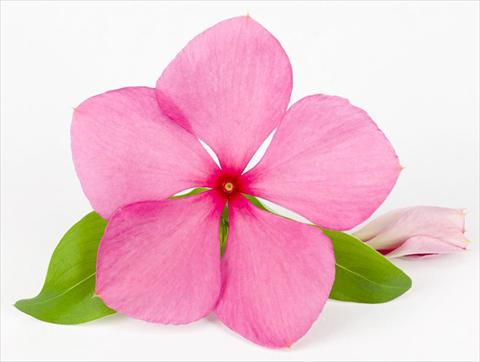 Photos von Blumenvarianten benutzt als: Topf und Beet Catharanthus roseus - Vinca Sunvinca Rose