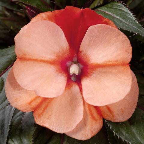Photos von Blumenvarianten benutzt als: Topf, Beet, Terrasse, Ampel Impatiens N. Guinea pac® Impacio Orange Star