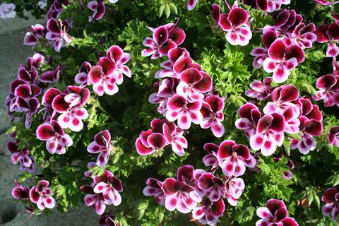 Photos von Blumenvarianten benutzt als: Topf und Beet Pelargonium crispum pac® Angels Perfume