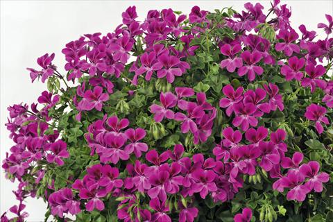 Photos von Blumenvarianten benutzt als: Topf, Terrasse, Ampel. Pelargonium peltatum pac® Happy Face Magenta