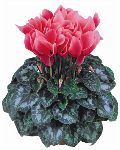 Photos von Blumenvarianten benutzt als: Topf und Beet Cyclamen persicum Latinia® Salmone