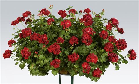 Photos von Blumenvarianten benutzt als: Topf, Terrasse, Ampel. Pelargonium peltatum pac® Kate