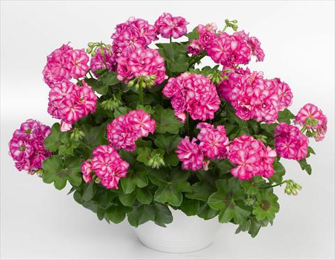 Photos von Blumenvarianten benutzt als: Topf, Terrasse, Ampel. Pelargonium peltatum pac® Mexica Nealit