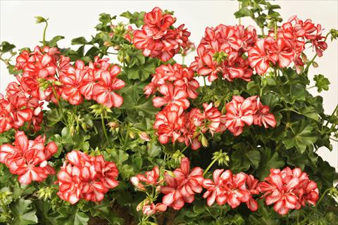 Photos von Blumenvarianten benutzt als: Topf, Terrasse, Ampel. Pelargonium peltatum pac® Mexica Ruby
