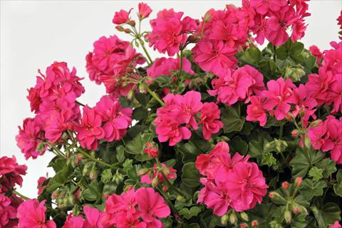 Photos von Blumenvarianten benutzt als: Topf, Terrasse, Ampel. Pelargonium peltatum pac® Rocky