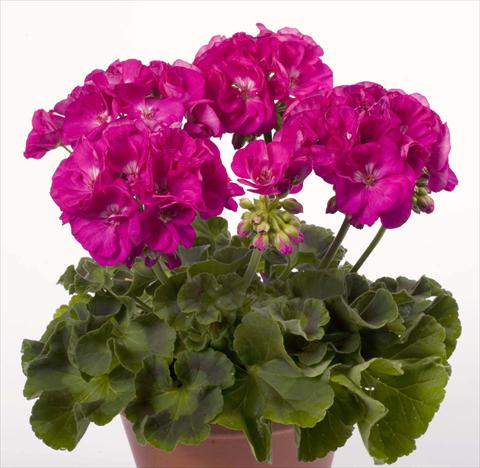 Photos von Blumenvarianten benutzt als: Topf, Beet, Terrasse Pelargonium zonale pac® Alice