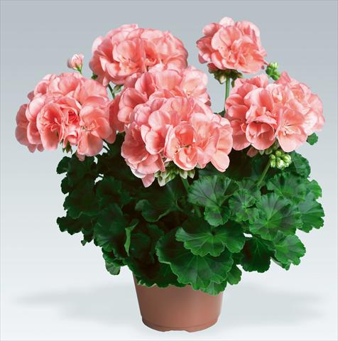 Photos von Blumenvarianten benutzt als: Topf, Beet, Terrasse Pelargonium zonale pac® Calais